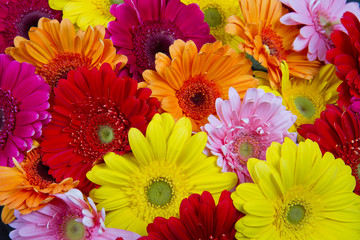 gerbere colorate
