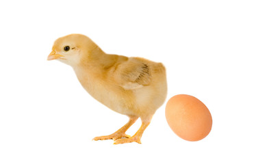 Yellow chick with a egg