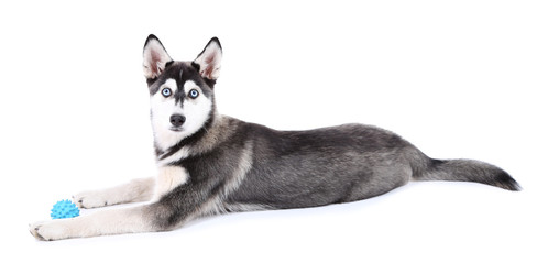 Beautiful cute husky puppy, isolated on white