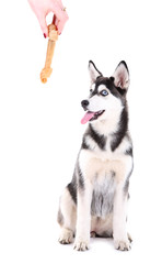 Beautiful cute husky puppy, isolated on white