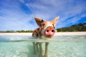 Foto op Plexiglas anti-reflex Zwemmende varkens van Exumas © BlueOrange Studio