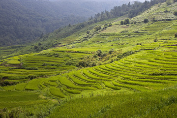 Paddy fields in northern Vietnam
