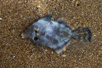 Decomposing dead fish on a beach