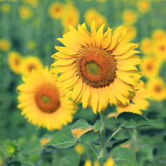 Obraz premium Closeup of beautiful Sunflower