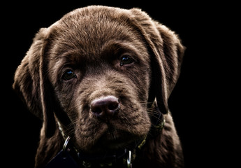 Fototapeta premium labrador puppy