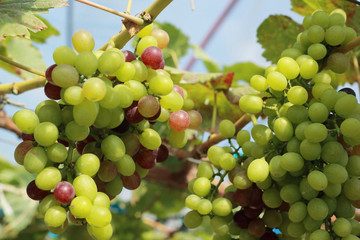 fresh grapes in the vineyard