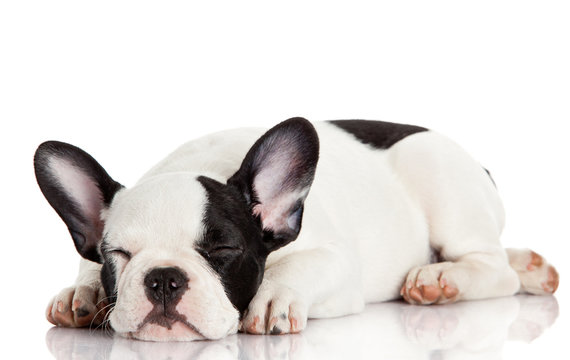 French bulldog puppy sleeping.