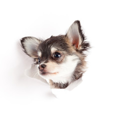 chihuahua puppy in paper