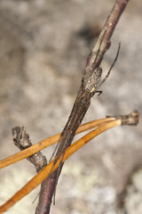 Thetragnata spider hidden on branch
