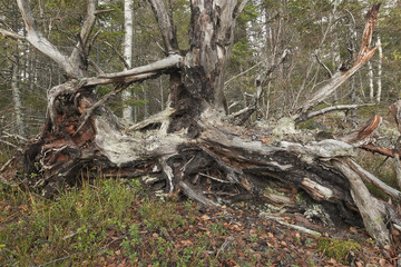 Fallen tree