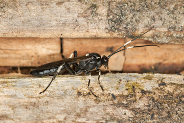 Stenichneumon militarius on wood