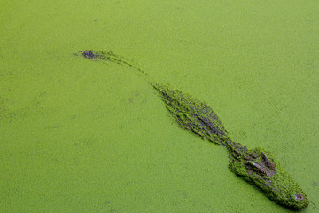 Obraz premium Crocodile in green swamp