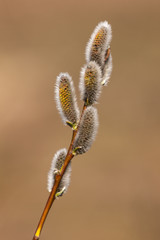 spring branch closeup