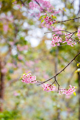 Wild Himalayan Cherry spring blossom
