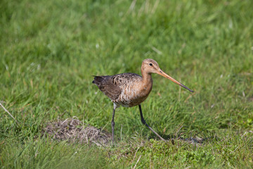 Black-tailed Godwit