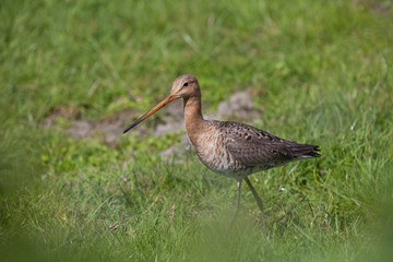 Black-tailed Godwit