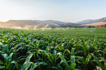 Farming Maize Crop Water Sprinklers