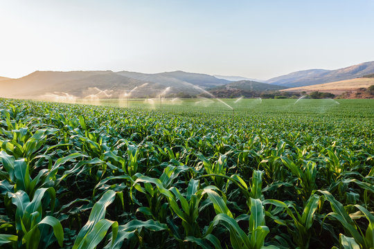 Farming Maize Crop Water Sprinklers