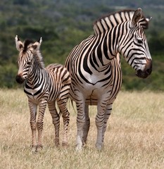 Baby Zebra and Mother