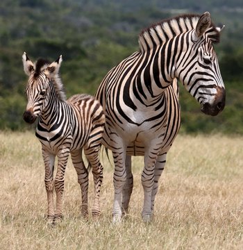 Fototapeta Baby Zebra and Mother
