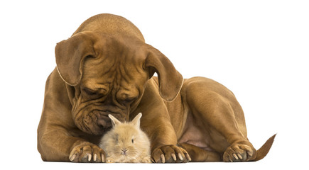 Fototapeta premium Dogue de Bordeaux smelling a Rex rabbit, isolated on white