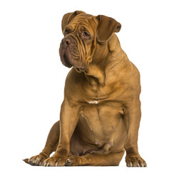 Dogue de Bordeaux sitting, looking away, isolated on white