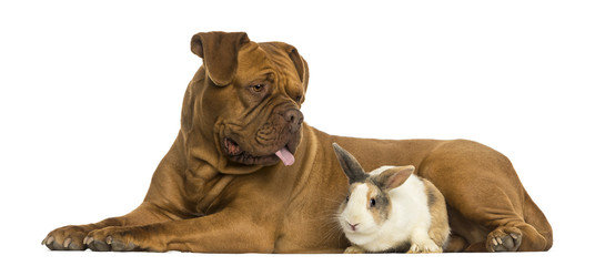 Dogue de Bordeaux panting and rabbit lying together, isolated