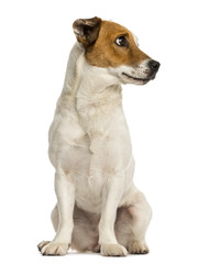 Jack russel terrier sitting, looking away, isolated on white © Eric Isselée