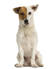 Front view of a Jack russell terrier sitting, isolated