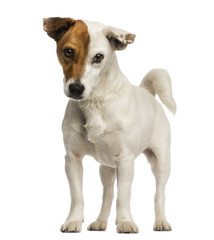Jack russel terrier standing, looking at the camera, isolated