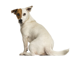 Rear view of a Jack russel terrier looking back, isolated