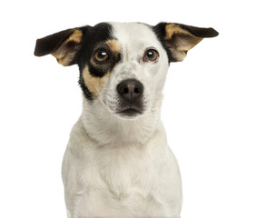 Close-up of a Jack russel terrier, isolated on white