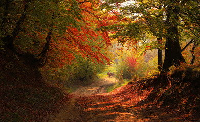 Fall in the forest