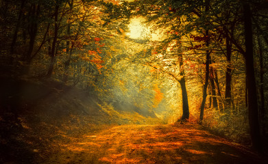 Autumn in the forest - obrazy, fototapety, plakaty