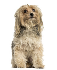 Front view of a Yorkshire terrier sitting, isolated on white