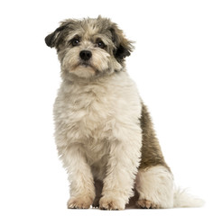 Naklejka na ściany i meble Crossbreed dog sitting, looking at the camera, isolated on white
