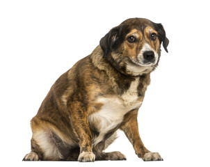 Crossbreed dog sitting, looking at the camera, isolated on white