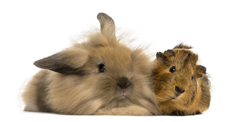 Fototapeta premium Angora rabbit and Guinea pig, isolated on white