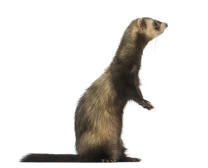 Fototapeta premium Side view of a Ferret standing on hind legs, isolated on white