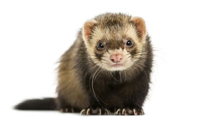 Fototapeta premium Front view of a Ferret looking at the camera, isolated on white