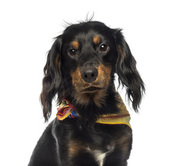 Close-up of a Crossbreed dog wearing a bandana, isolated