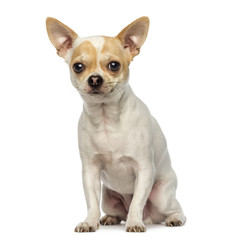Chihuahua sitting, looking at the camera, isolated on white