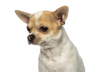 Close-up of a Chihuahua looking away, isolated on white
