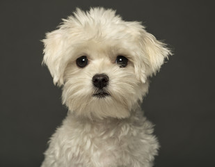 Close-up of a Maltese puppy, isolated on a grey background