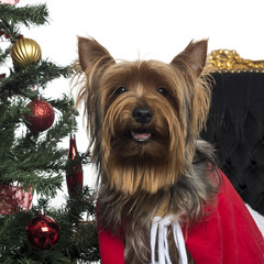 Naklejka premium Close-up of a Yorkshire Terrier in a christmas setting, panting