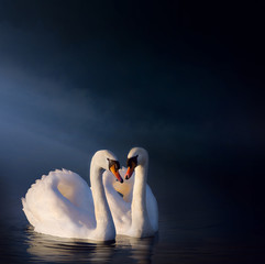 art Romantic swan couple