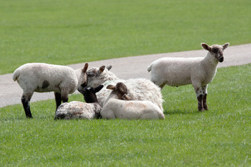 Mother ewe with quadruplets