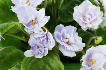 Obraz na płótnie Canvas violet flower