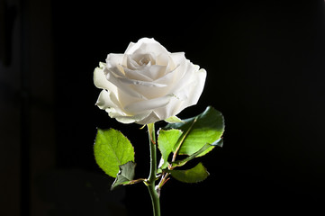 Naklejka premium rosa bianca
