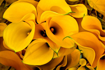 Bouquet of yellow calla lilies. - obrazy, fototapety, plakaty